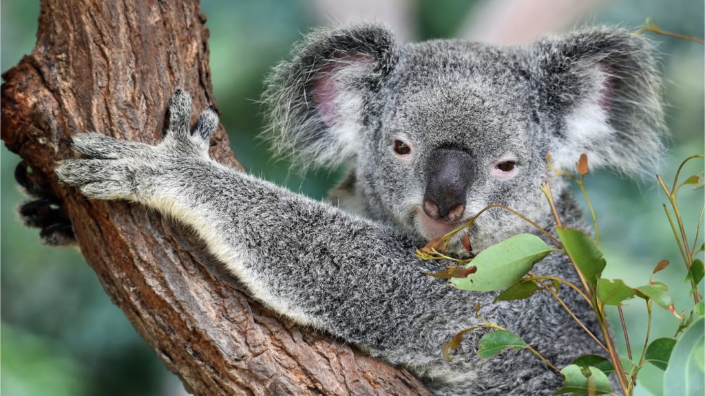 koala-as-in-asx-dlt-delay