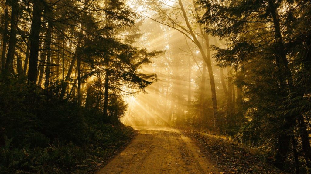 Sunny path Photo by Patrick Fore Unsplash