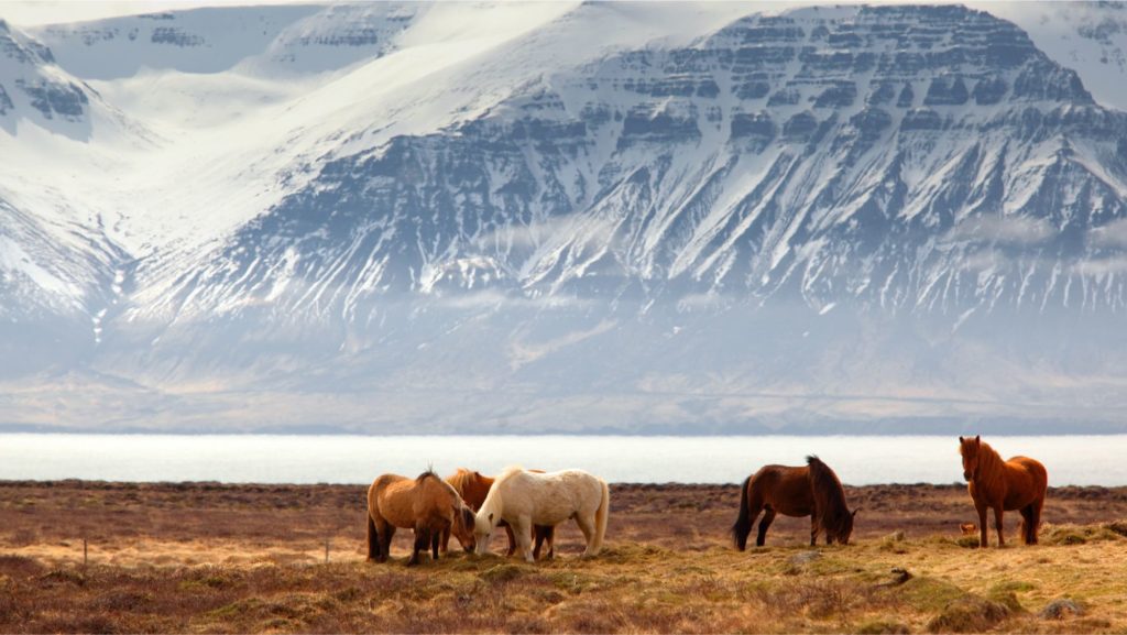 Iceland as in CSD merger