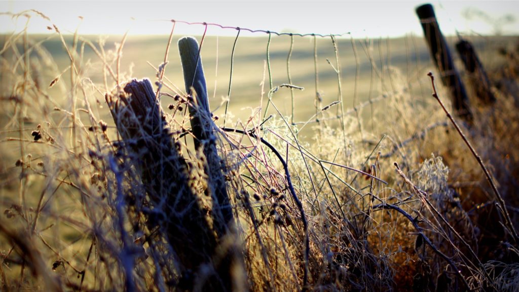 Fence as in borders against CSDs