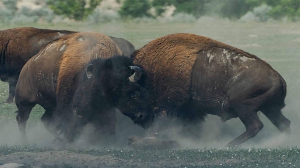 Bulls, fighting. (Photo: Richard Lee / Unsplash)
